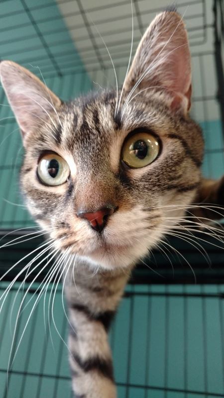 047-17 SWEETIE (450x800)